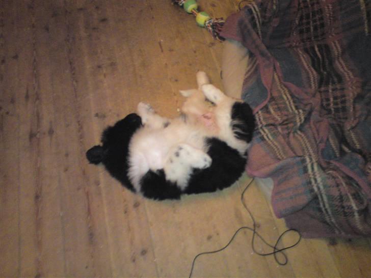 Newfoundlænder Frigg billede 7