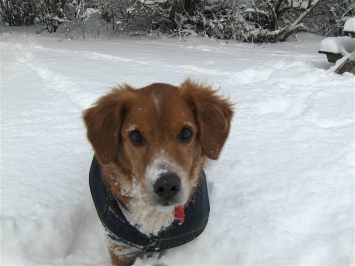 Nova scotia duck tolling retriever Chang - kom nu! kast noget sne! billede 2