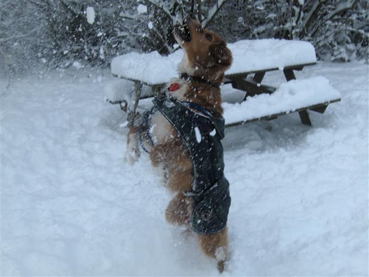 Nova scotia duck tolling retriever Chang - Jah! sne :P billede 3