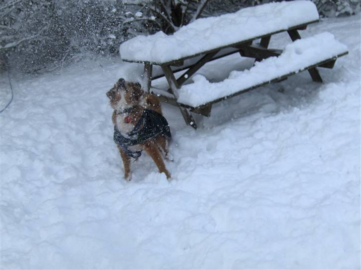 Nova scotia duck tolling retriever Chang - send mere sne!! billede 4