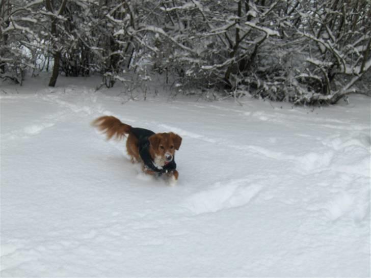 Nova scotia duck tolling retriever Chang - ud i sneen billede 5
