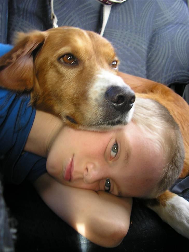 Nova scotia duck tolling retriever Chang - jeg hader når jackie ligger hovedet på mig, så nu gør jeg gengæld billede 6