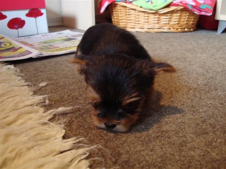 Yorkshire terrier Toffi billede 10