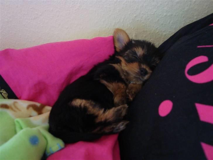 Yorkshire terrier Toffi billede 11