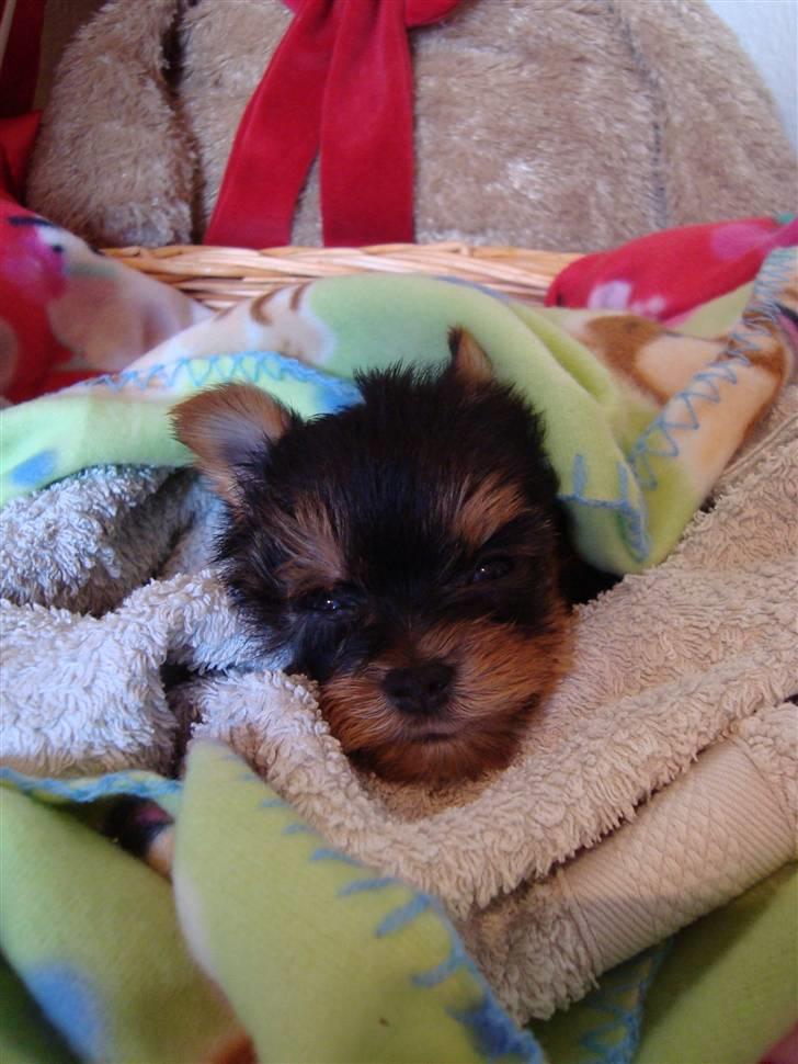 Yorkshire terrier Toffi billede 12