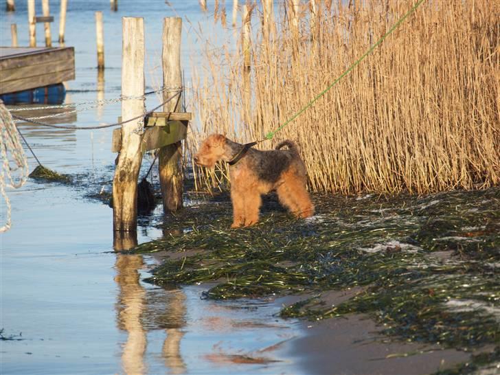 Welsh terrier Sváva's Fafner - William - jul09 efter trim billede 11