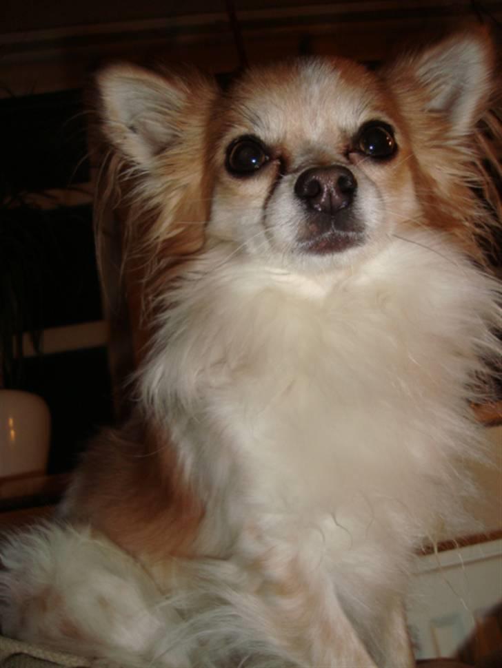Chihuahua Charlie (R.I.P) billede 6