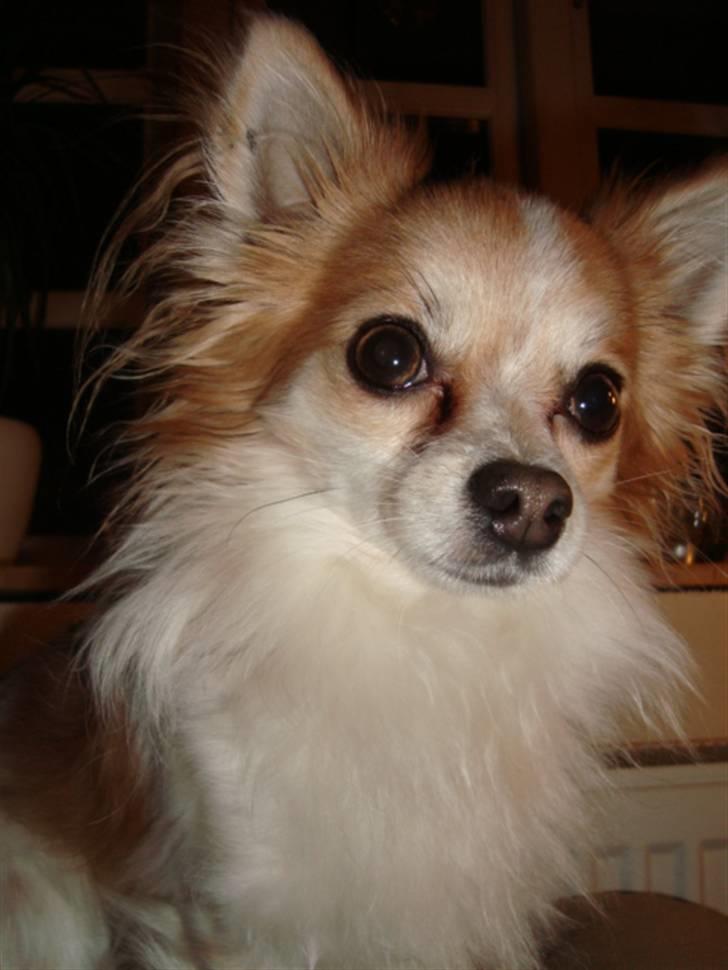 Chihuahua Charlie (R.I.P) - Juleaften 09 billede 7