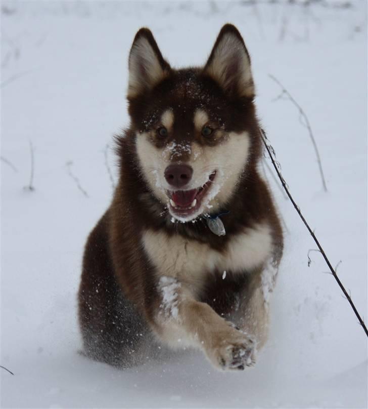 Finsk hyrdehund Russjkat R.I.P billede 17