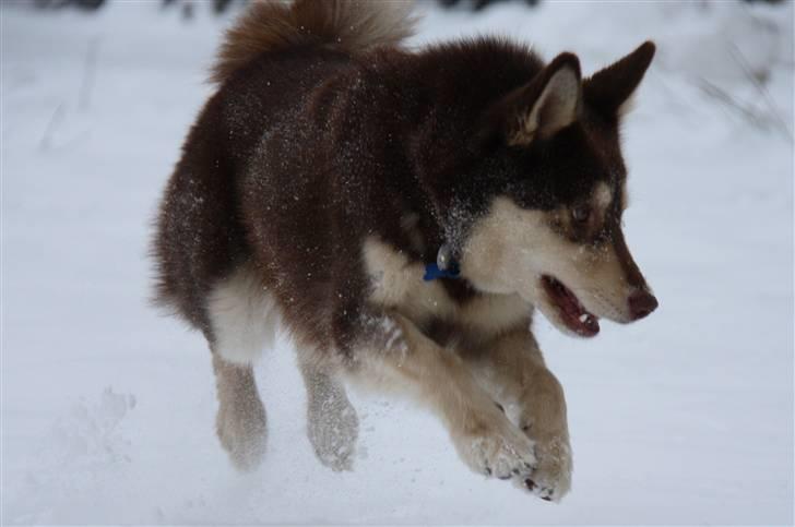 Finsk hyrdehund Russjkat R.I.P billede 18