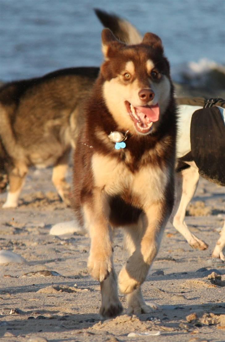 Finsk hyrdehund Russjkat R.I.P billede 19