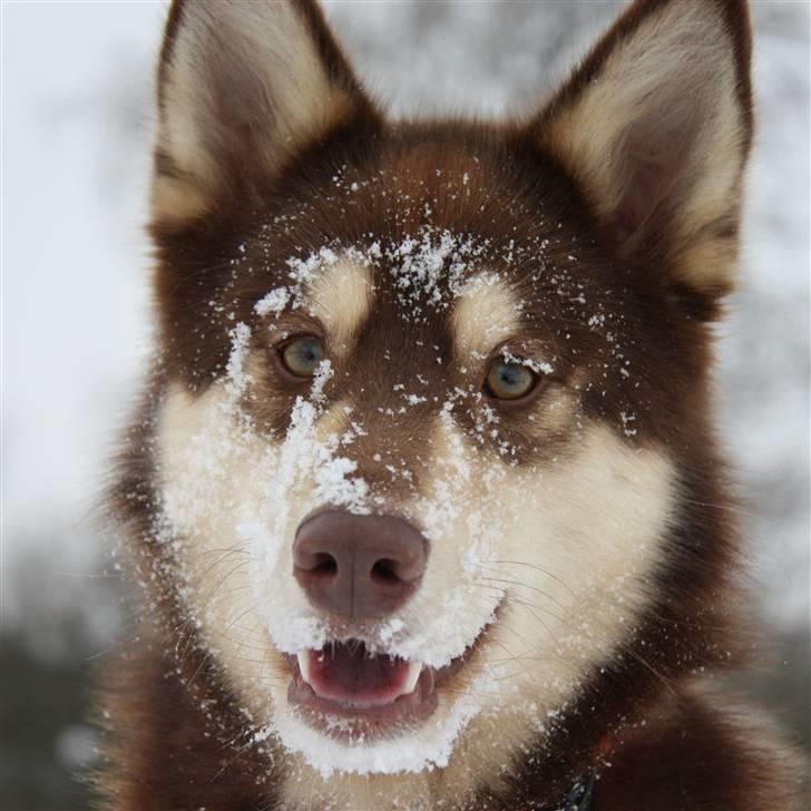 Finsk hyrdehund Russjkat R.I.P billede 20