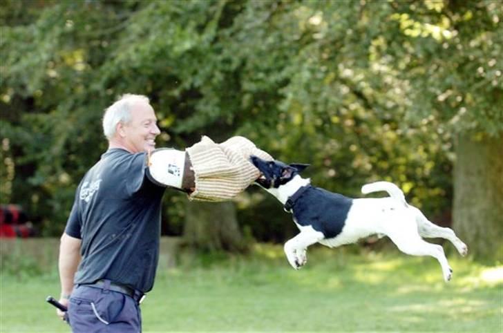 Glathåret foxterrier 2002 Je-ma Spot Kalle-and - Jeg slipper ikke billede 1