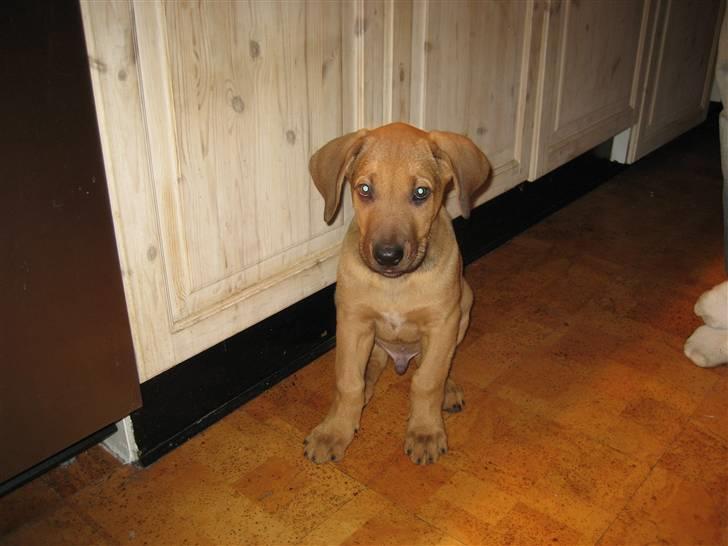 Broholmer Loke - Loke som 10 ugers hvalp billede 1