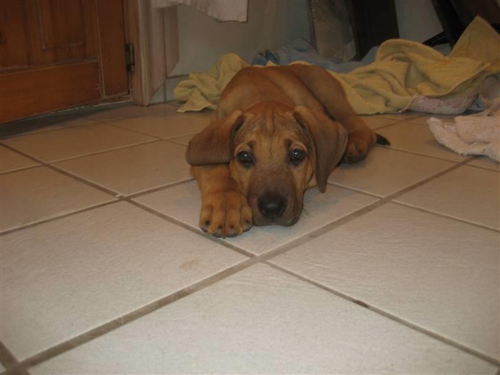 Broholmer Loke - åhhh kan du ikke bare lade mig sove ?? billede 2