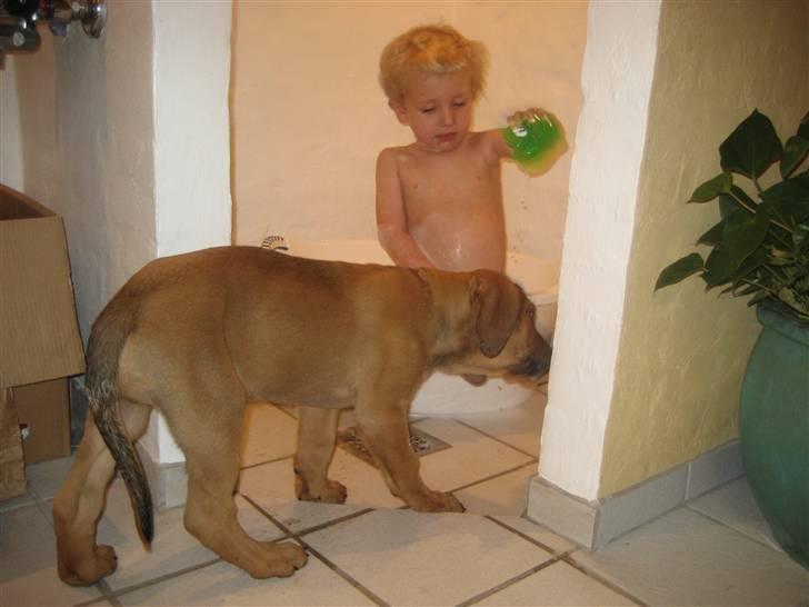 Broholmer Loke - elsker at være i bad med William billede 3