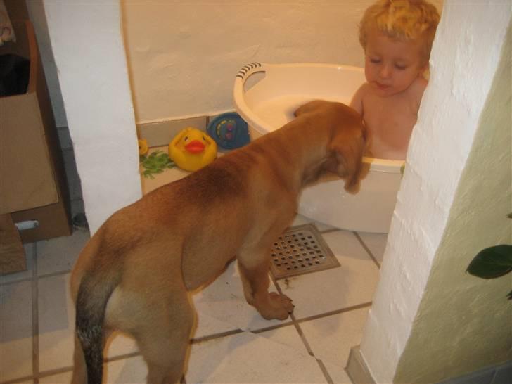 Broholmer Loke - åhh bare jeg måtte være med deroppe billede 4