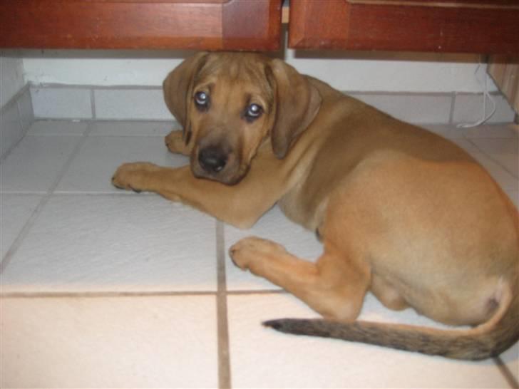 Broholmer Loke - ok så går jeg bare ind her, der kan hun ikke tage billeder billede 5