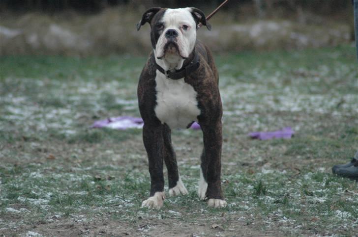 Amerikansk bulldog Amazing bulldog Loke billede 1