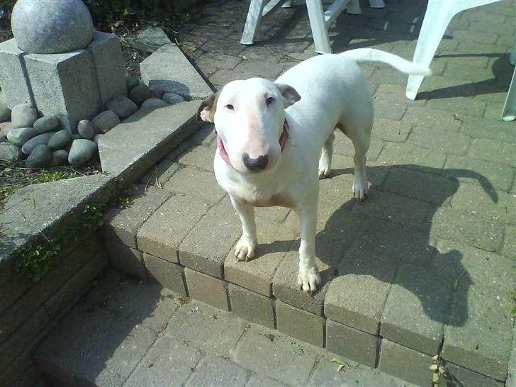 Bullterrier Shelby billede 1