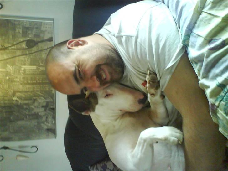 Bullterrier Shelby billede 2