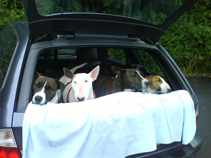 Bullterrier Shelby billede 3