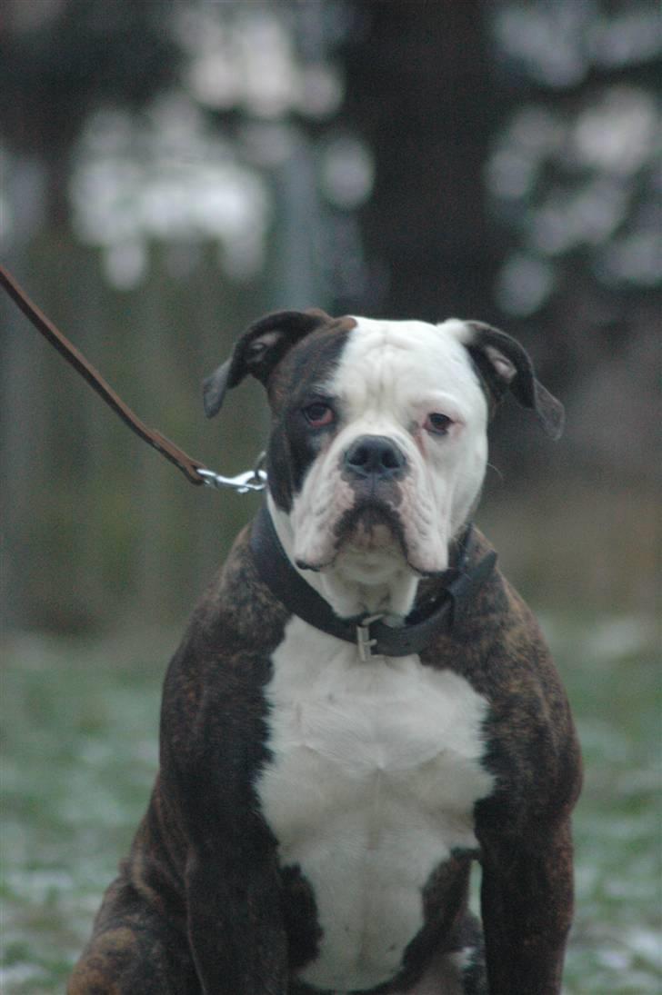 Amerikansk bulldog Amazing bulldog Loke billede 2