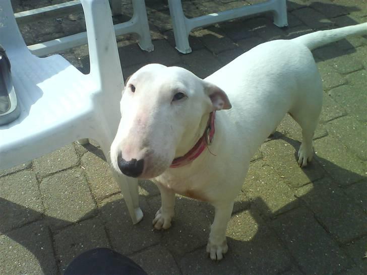 Bullterrier Shelby billede 4