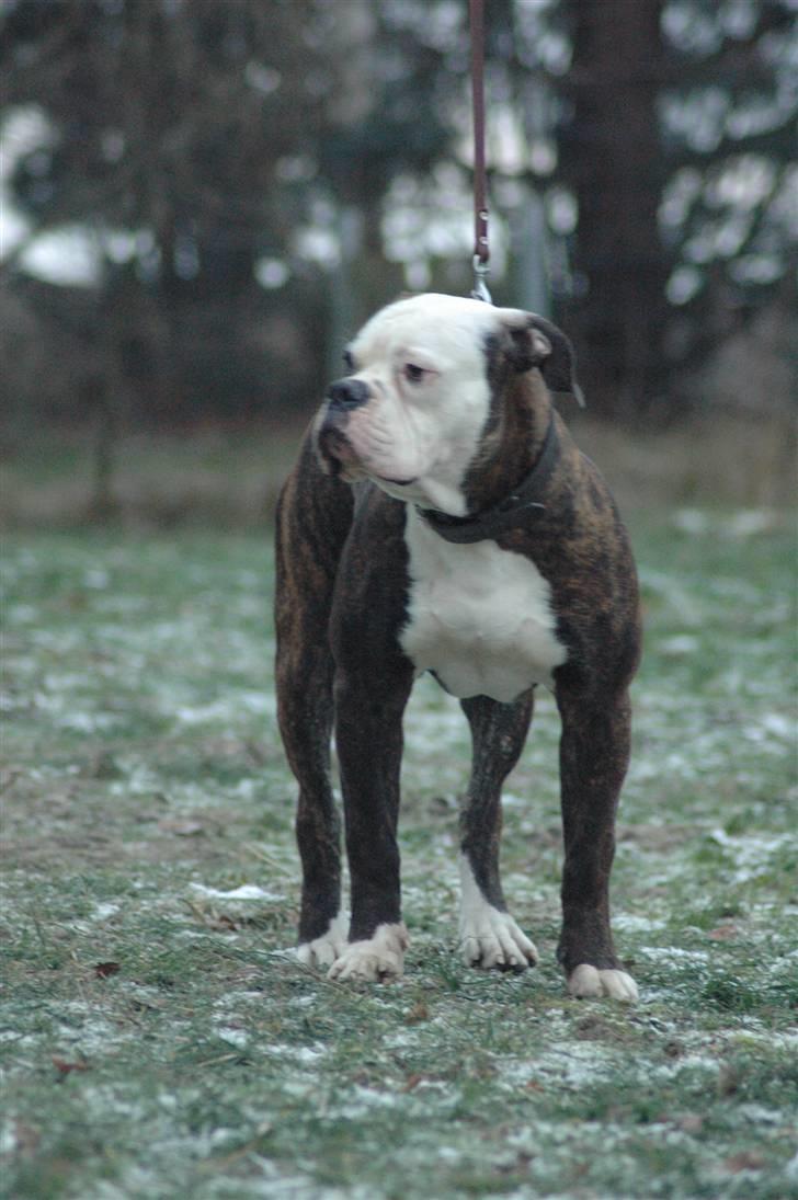 Amerikansk bulldog Amazing bulldog Loke billede 3