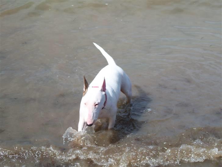Bullterrier Shelby billede 5