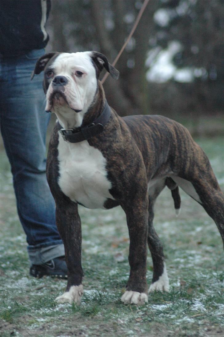 Amerikansk bulldog Amazing bulldog Loke billede 4