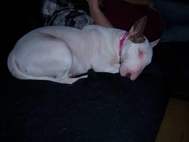 Bullterrier Shelby billede 6