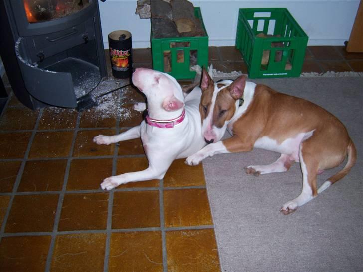 Bullterrier Shelby billede 7