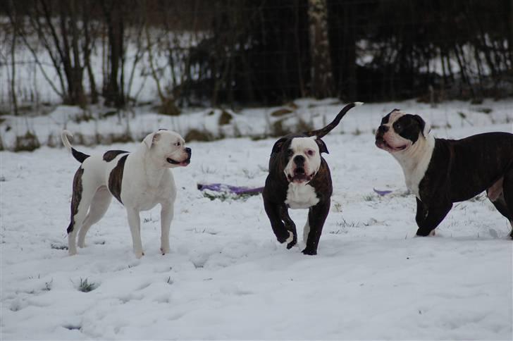 Amerikansk bulldog Amazing bulldog Loke billede 6