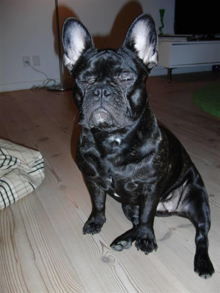 Fransk bulldog Gutzo billede 13