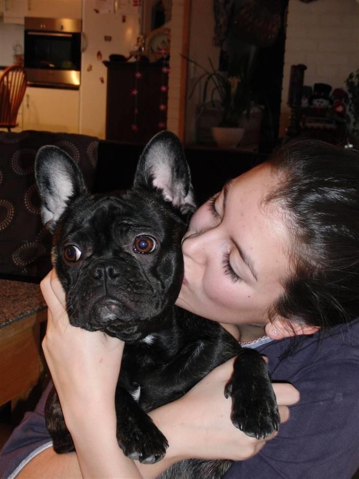 Fransk bulldog Gutzo billede 14