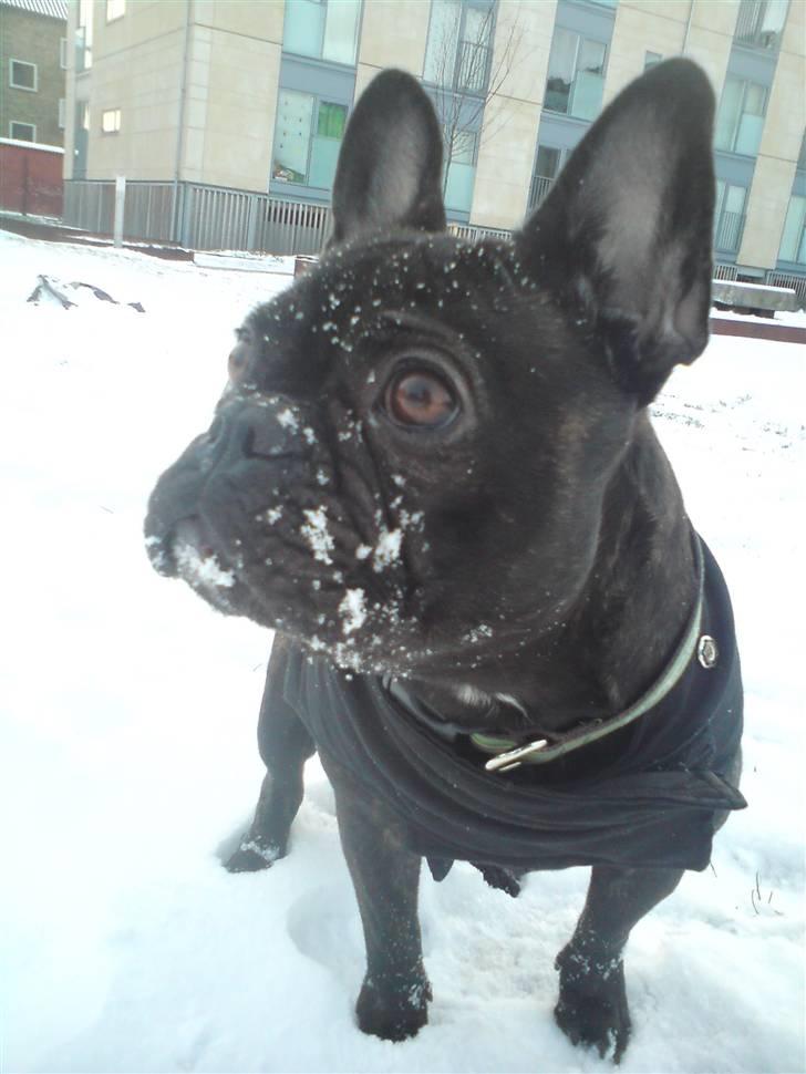 Fransk bulldog Gutzo billede 15