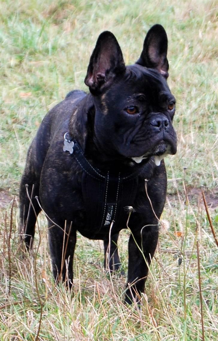 Fransk bulldog Gutzo billede 16