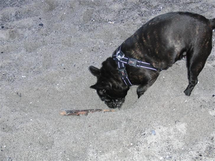 Fransk bulldog Gutzo billede 17