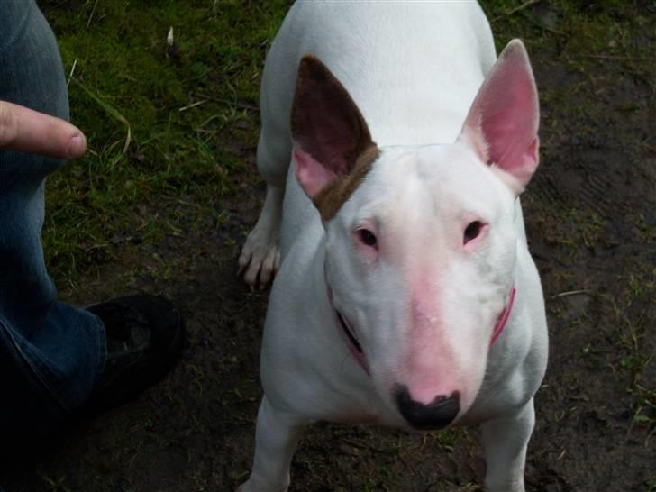Bullterrier Shelby billede 8