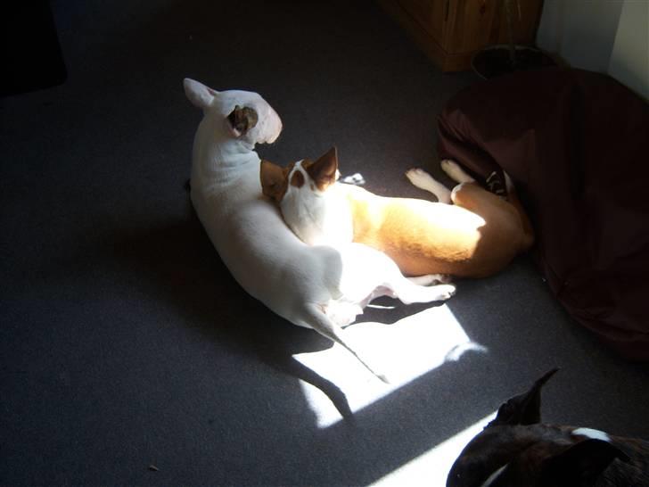 Bullterrier Shelby billede 9