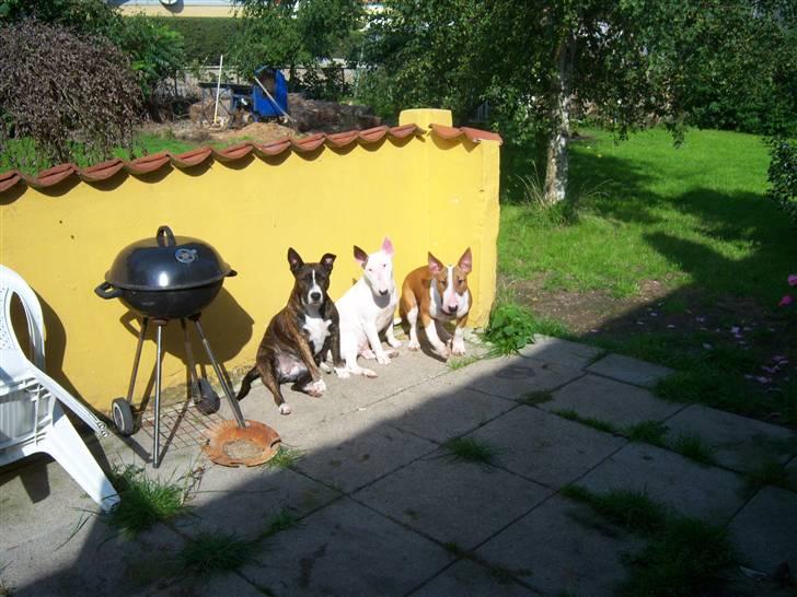 Bullterrier Shelby billede 10