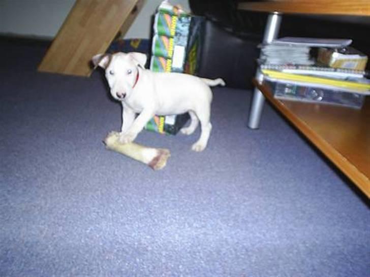 Bullterrier Shelby billede 11