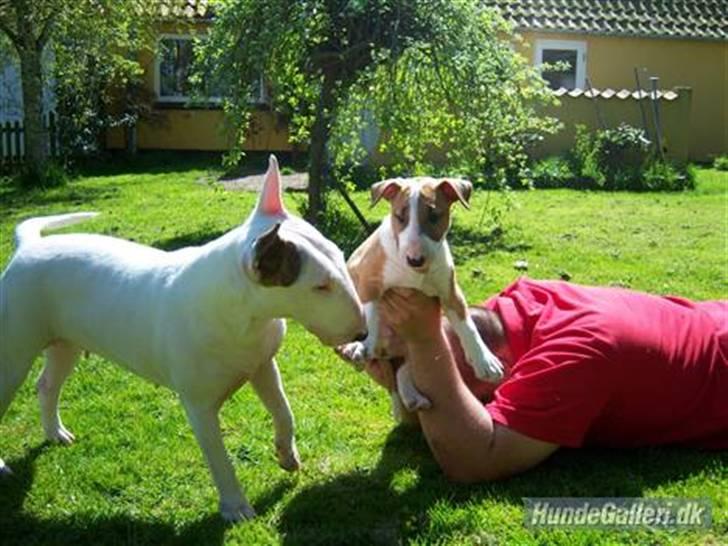 Bullterrier Shelby billede 12