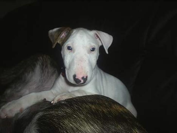 Bullterrier Shelby billede 13
