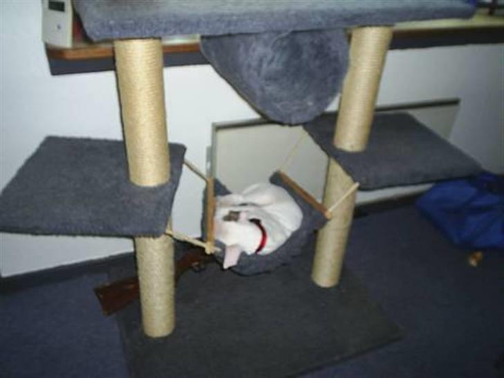 Bullterrier Shelby billede 14