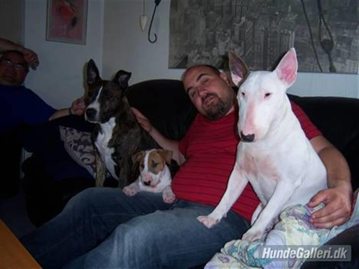 Bullterrier Shelby billede 15