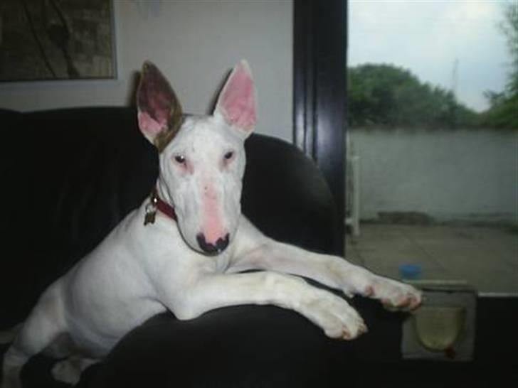 Bullterrier Shelby billede 16