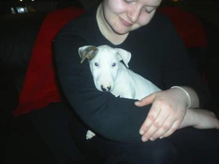 Bullterrier Shelby billede 17