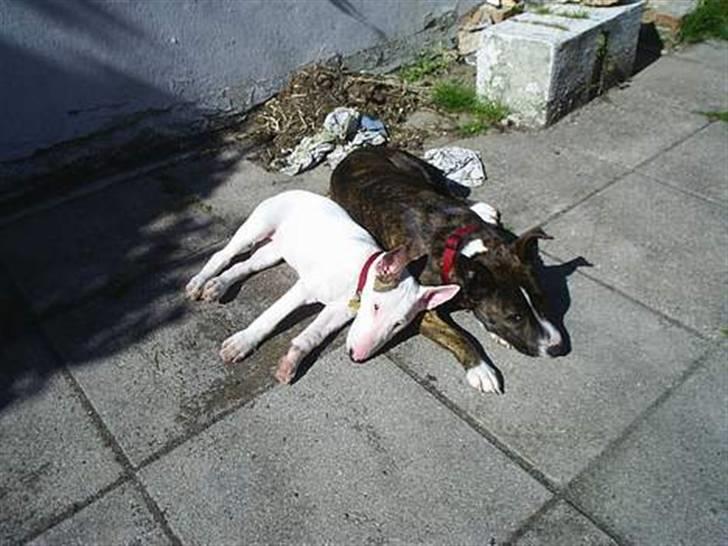 Bullterrier Shelby billede 18